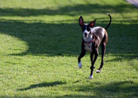 run-funny-breed-dog-grass