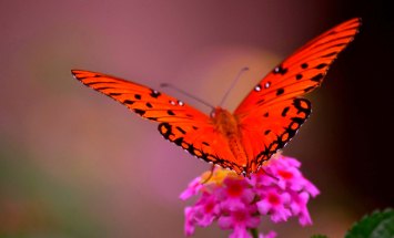 Orange-butterfly-on-flower-1